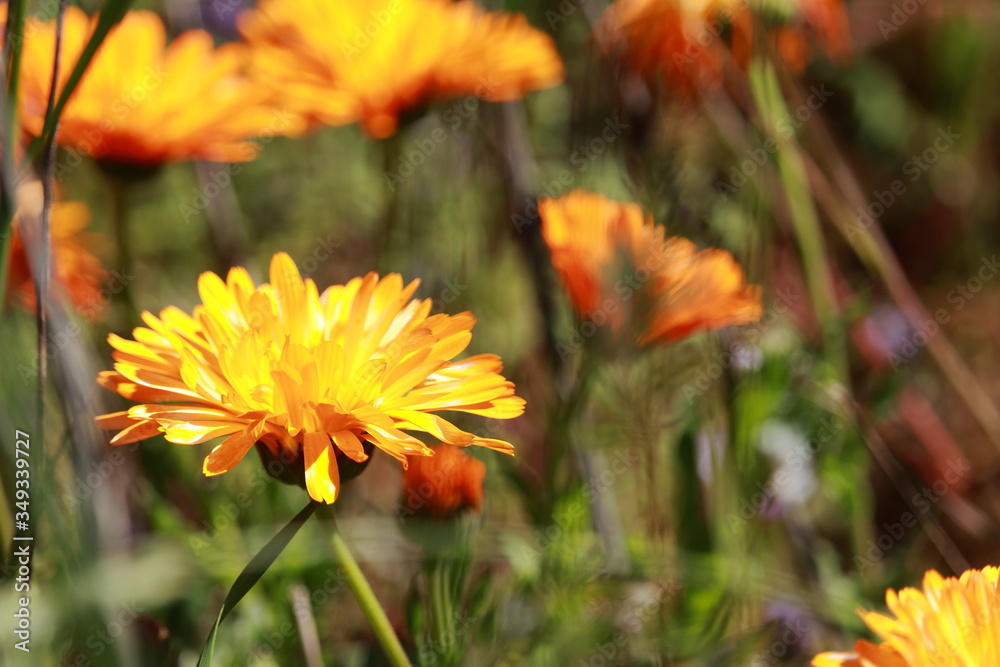 Die Schönheit der Blüten Die Schönheit der Blüten