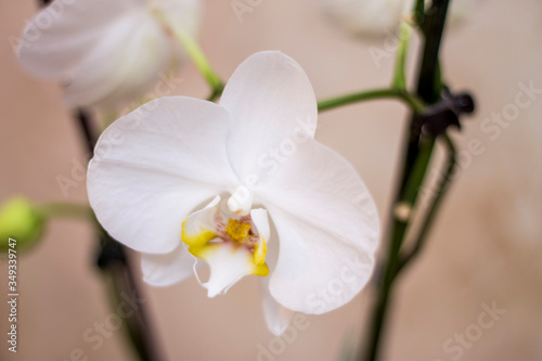 Fototapeta Naklejka Na Ścianę i Meble -  Blooming orhid flowers Phalaenopsis white colors blossoming