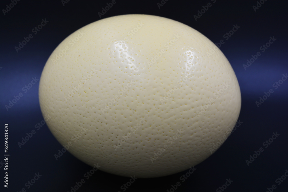 Large ostrich egg located on a black background. Large ostrich egg located on a black background.