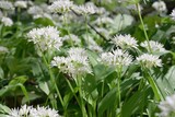 Ramsons in the Vienna Woods