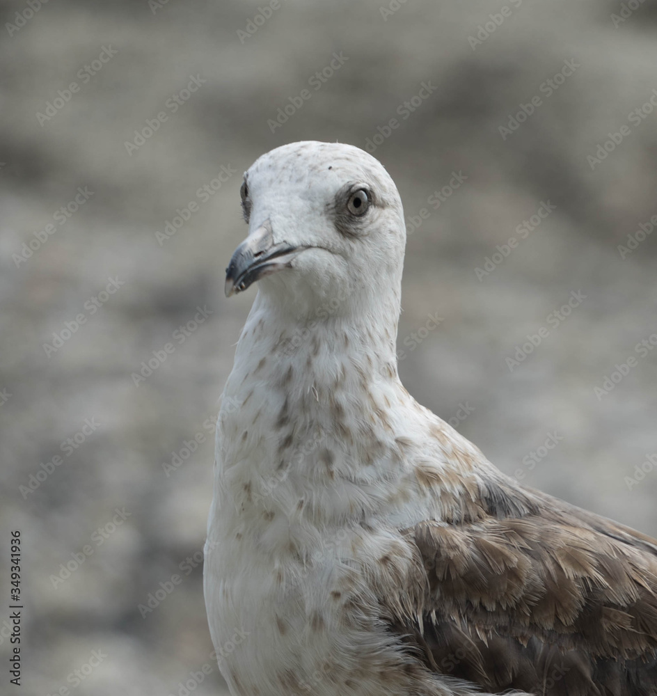 Seagull on the beach with grey and white colors. Seagull on the beach with grey and white colors.