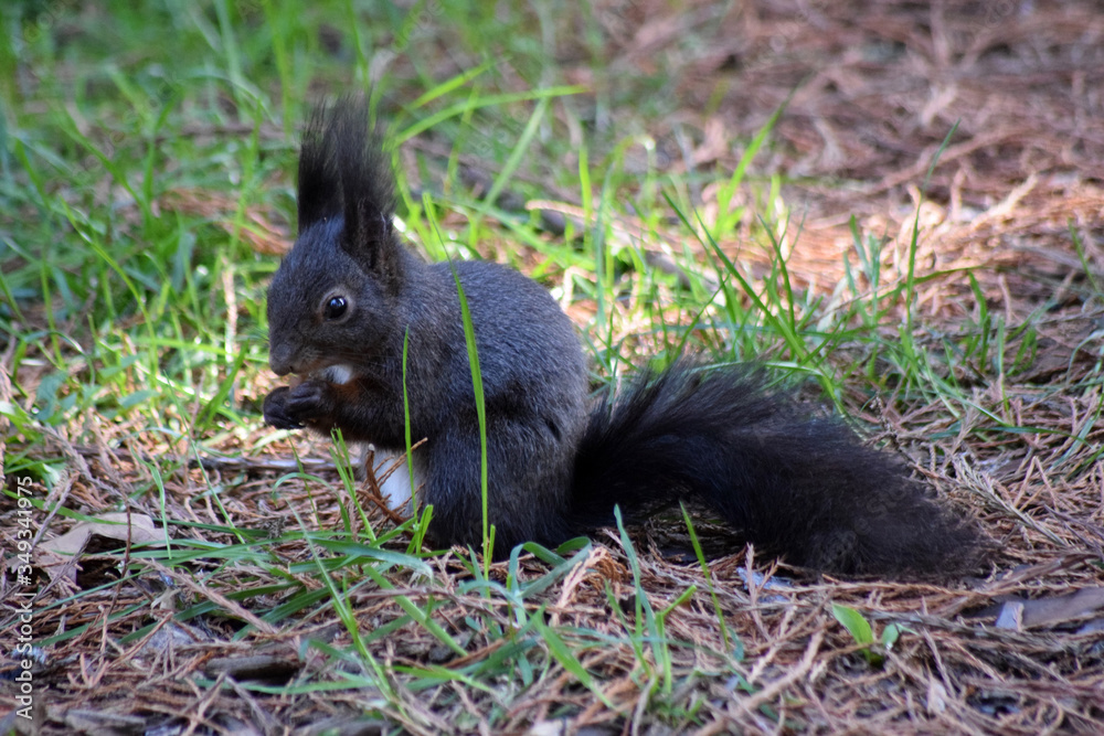 Eichhörnchen