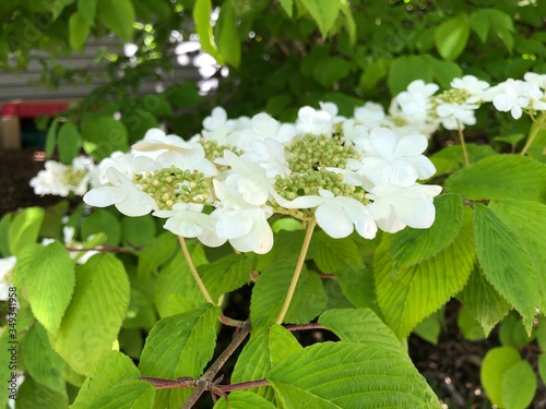 white flowers in spring © Michelle