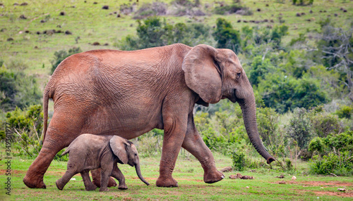 Elephant cow and calf in step