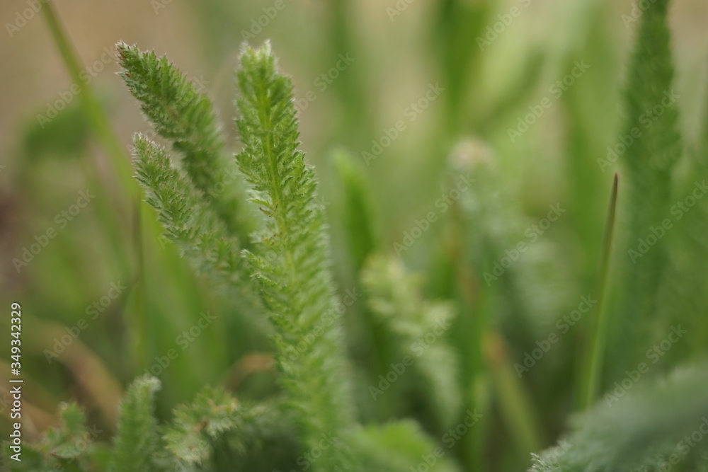 Perennial herbaceous plant. Yarrow green grass grows in a spring field, side view, close-up Perennial herbaceous plant. Yarrow green grass grows in a spring field, side view, close-up