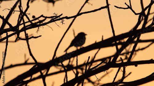 birds on a branch