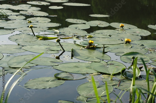 white water lily