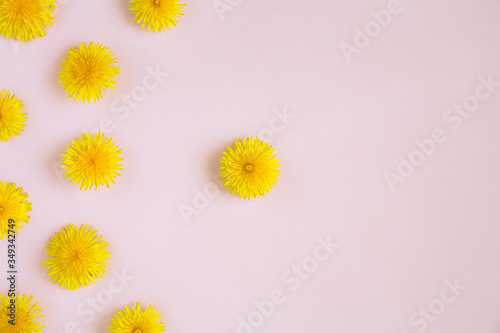 Spring picture on pink background with flowers. Creative composition of yellow dandelions. Minimal concept. Flat lay with copy space.