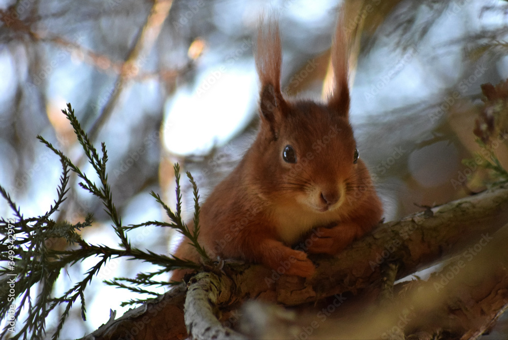 Fototapeta premium Eichhörnchen