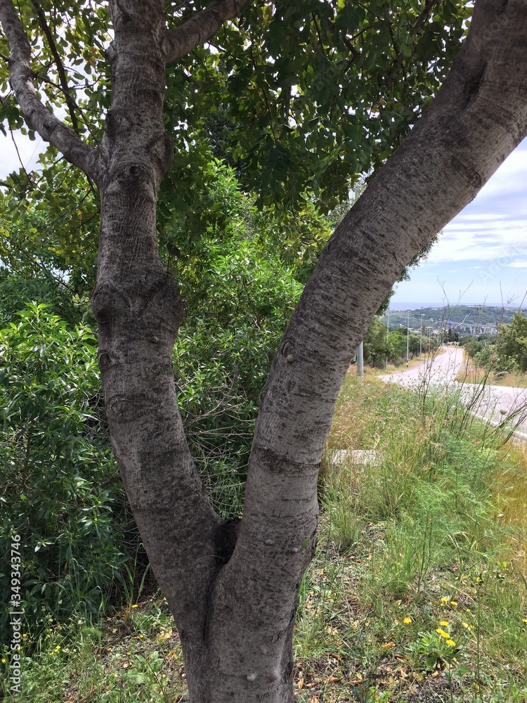 Fototapeta premium oak tree in the park