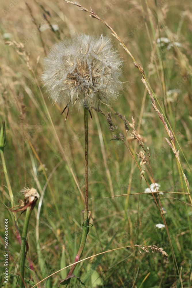 dandelion on grass dandelion on grass