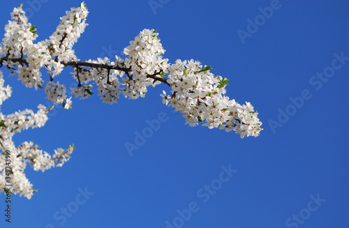  delicate white plum flowers against a blue sky © svetlana177