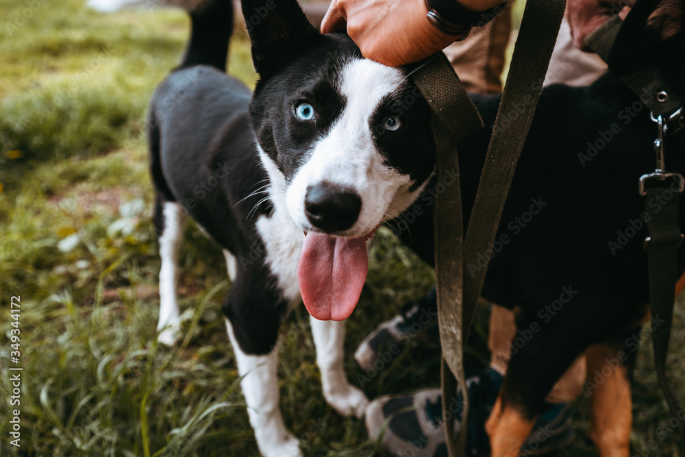 Black and white happy dog with blue eyes with tongue