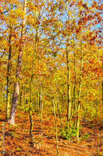 Beautiful autumn forest with colorful fall trees. Foliage in golden, yellow and orange colors. Autumn landscape, wood. Nature landscape. Seasons of the year. Vertical photo.