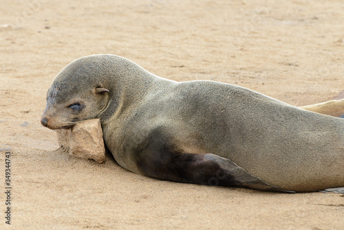 One Cape Fur Seal closeup, peacefully sleeping with it's head on a little rock on the Skeleton Coast in Namibia, Africa. 