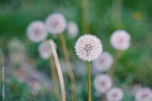 Dandelion abstract background. Beautiful white fluffy dandelions  dandelion seeds in sunlight. Blurred natural green spring background  macro  selective focus  close up