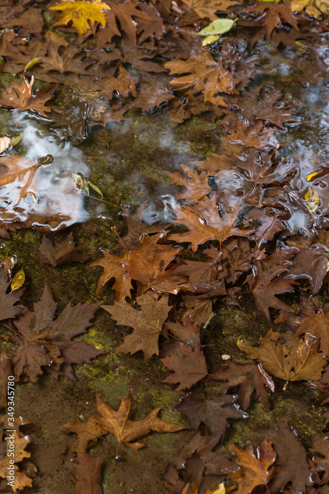 Leaves into the river