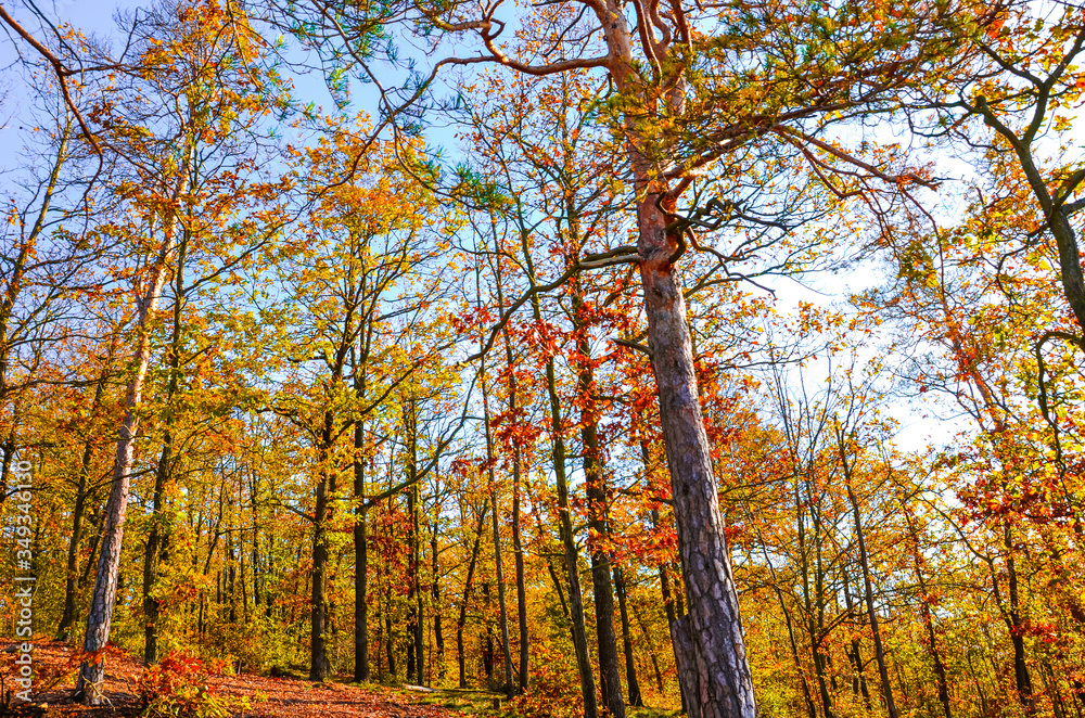 Obraz premium Horizontal photography of the autumn trees with colorful fall leaves. Autumn forest, fall foliage. Blue sky above the tree branches. Season of the year. Autumnal landscape.