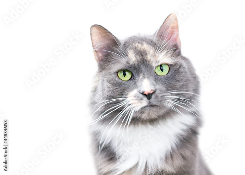 A fluffy Dilute Calico domestic medium hair cat with green eyes