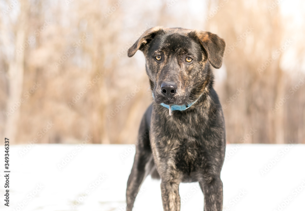 A brindle mixed breed dog wearing a blue collar standing outdoors in the snow