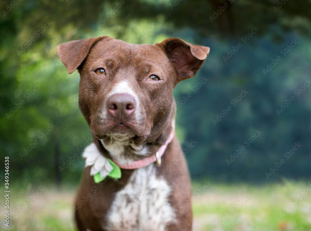 A cute brown and white Terrier mixed breed dog with floppy ears and wearing a flower on its collar A cute brown and white Terrier mixed breed dog with floppy ears and wearing a flower on its collar