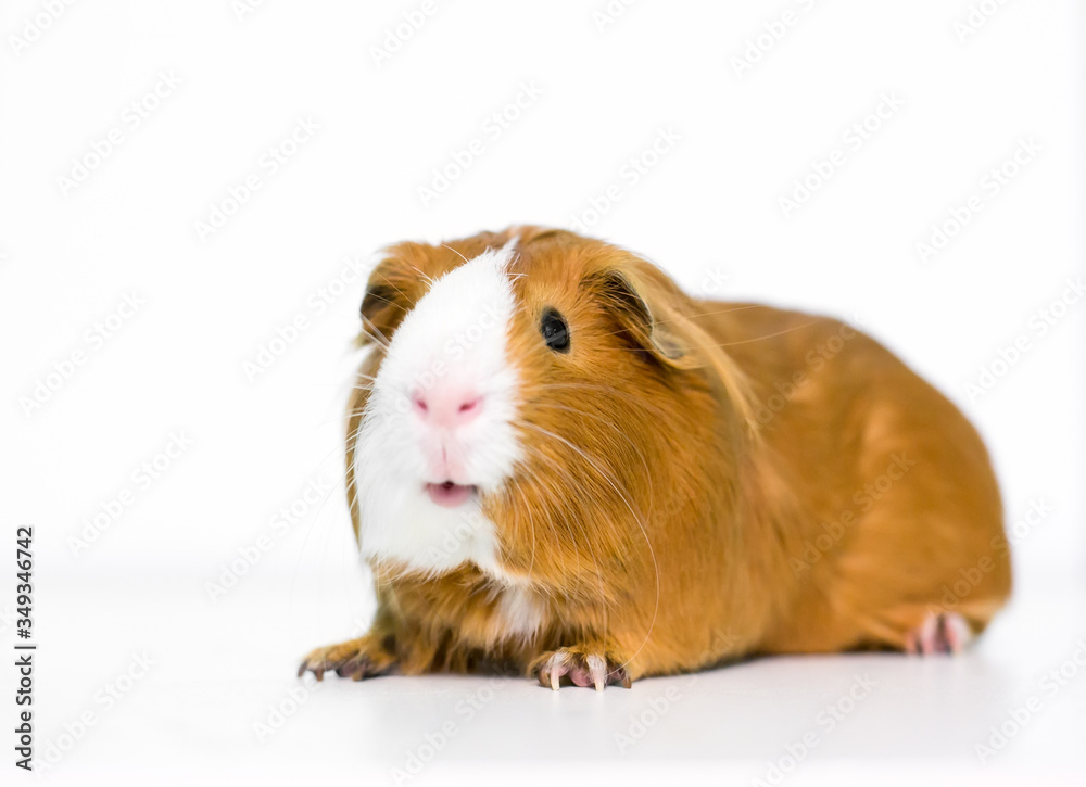 A red and white domestic Guinea Pig on a white background A red and white domestic Guinea Pig on a white background