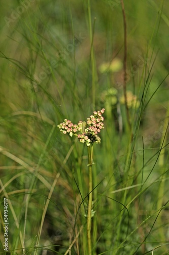 Blattwespenlarve auf Kleinem Mädesüß (Filipendula vulgaris)