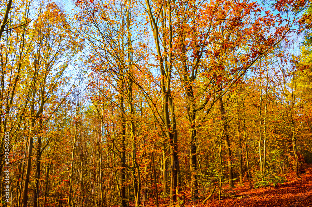 Fototapeta premium Horizontal photography of the autumn trees with colorful fall leaves. Autumn forest, fall foliage. Blue sky above the tree branches. Season of the year. Autumnal landscape.