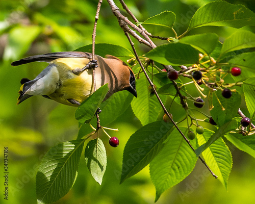 Fotografie, Obraz Cedar Waxwing bird in a tree feeding on berries