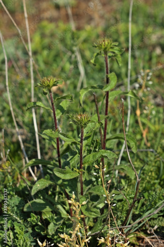 Rauer Alant oder Rauhaariger Alant (Pentanema hirtum) Rauer Alant oder Rauhaariger Alant (Pentanema hirtum)