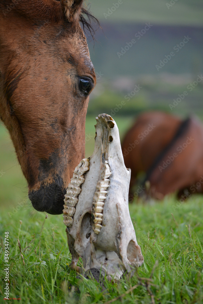 Naklejka premium mare and skull