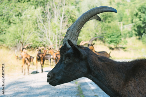 Ibex head with closed eyes close-up on a background of a group of mountain goats