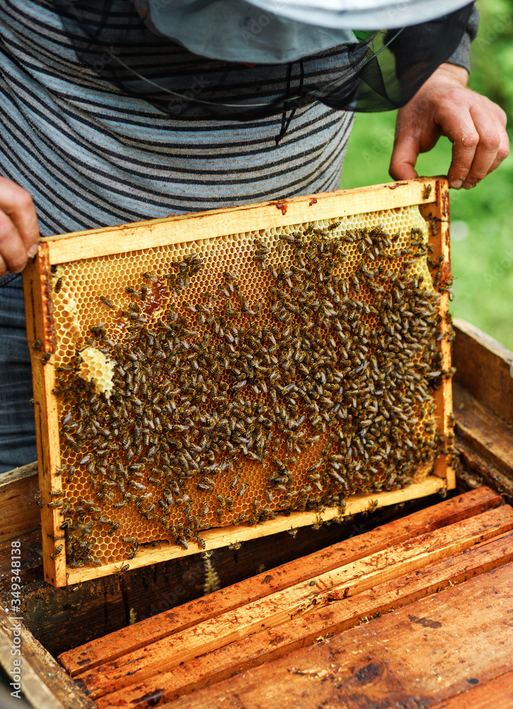 A beekeeper holds a honey comb full of bees, near the hives a man checks the hives. Beekeeping. Beekeeper checks beehives with bees, caring for frames. A beekeeper holds a honey comb full of bees, near the hives a man checks the hives. Beekeeping. Beekeeper checks beehives with bees, caring for frames.