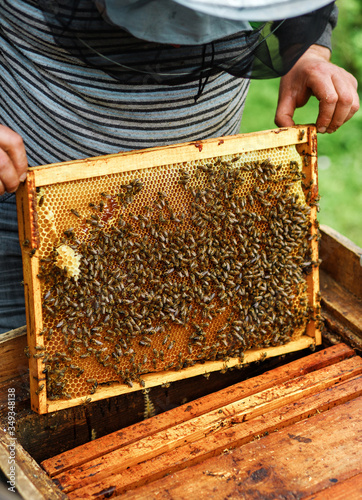 A beekeeper holds a honey comb full of bees, near the hives a man checks the hives. Beekeeping. Beekeeper checks beehives with bees, caring for frames.