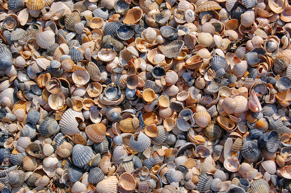 Seashore covered with shells close up