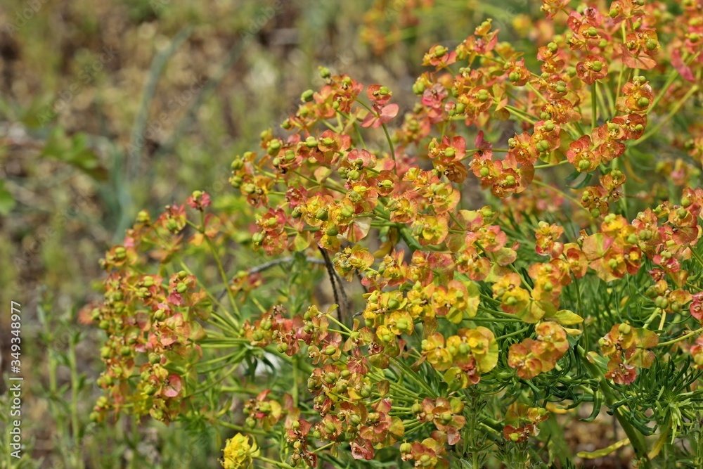 Fototapeta premium Blühende Zypressen-Wolfsmilch (Euphorbia cyparissias)