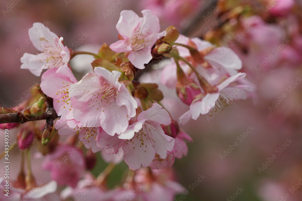 Obraz premium ピンク色の河津桜の花