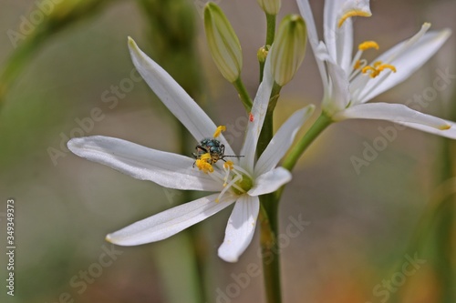 Zweifleckiger Zipfelkäfer (Malachius bipustulatus) auf Astloser Graslilie (Anthericum liliago) photo