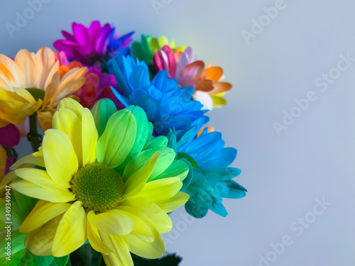 Multi-colored chrysanthemums on a plain background. Bouquet of chrysanthemums  beautiful flowers.