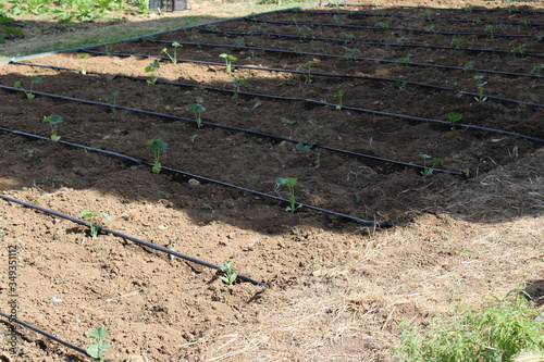 View of fresh cultivated vegetables with irrigation system in the garden 