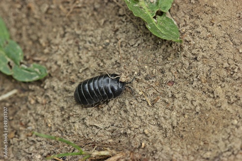 Gerandeter Saftkugler  Glomeris marginata 