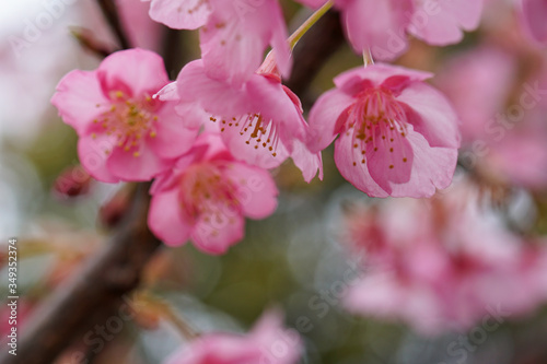 河津桜のピンクの花