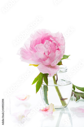 Wallpaper Mural blooming pink tree peony flower on white background Torontodigital.ca