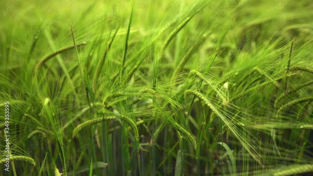Green barley field with soft wind moving the spikes on the sunset. Green barley field with soft wind moving the spikes on the sunset.