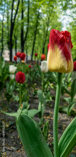 A beautiful yellow-red tulip in the foreground on the boulevard and red and white in the background in defocus, blurry. Vertical photo with space for text.