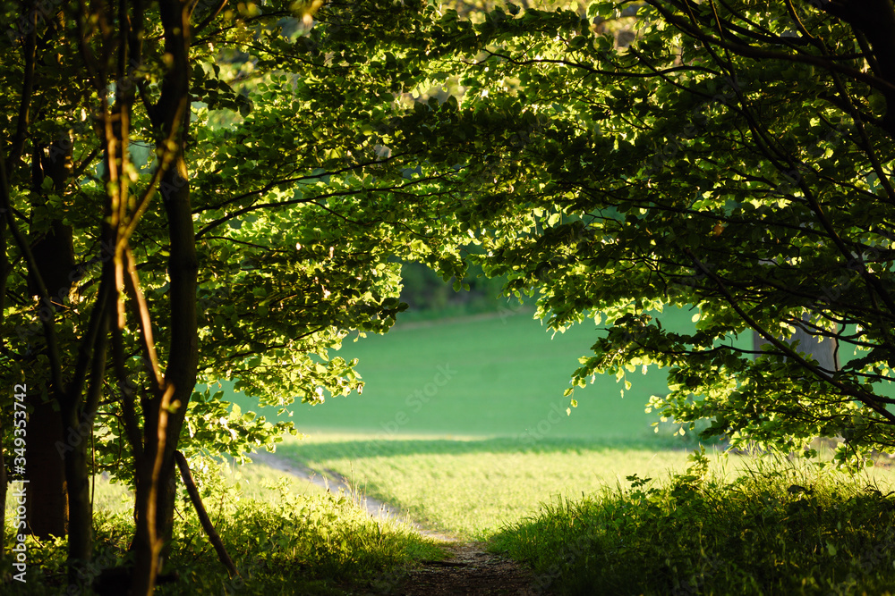 sunset in the forest