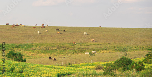 Production and livestock fields on the border of Brazil and Uruguay