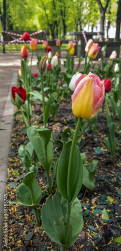 Multicolored tulips in the foreground on the boulevard. The bench wrapped in a white and red ribbon is out of focus in the background, which prohibits sitting due to the COVID-19 pandemic. Vertical