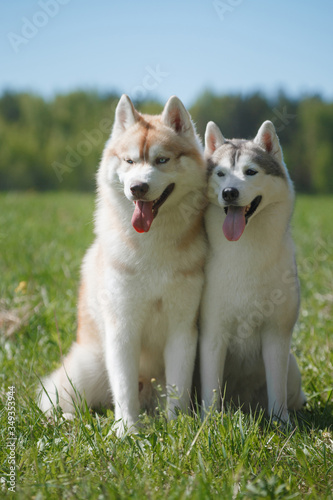 Two husky dogs are sitting on the grass in summer
