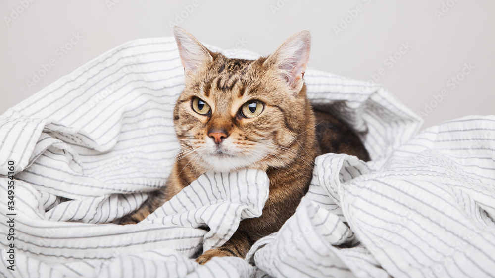 Young tabby mixed breed cat on light gray striped coat in contemporary bedroom. Kitten relaxing and warms on blanket in cold winter weather. Pets friendly and care concept.